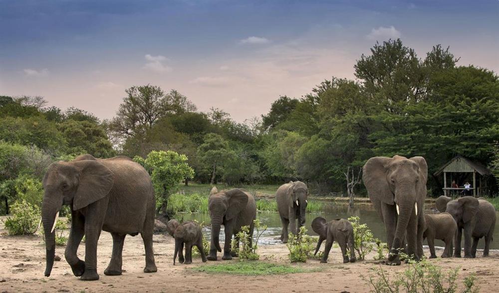 Tanda Tula Safari Camp